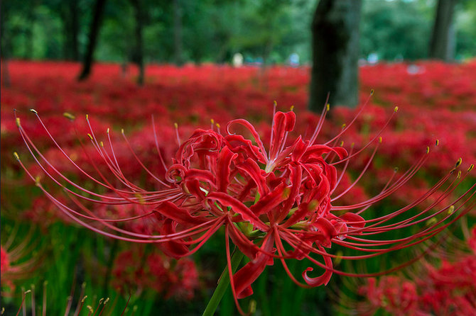 :	20151201115506-2-bunga-higanbana-atau-red-spider-lily-003-tantri-setyorini.jpg
: 122
:	86.9 