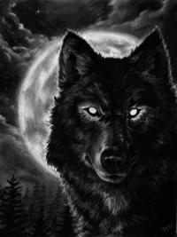   x night wolf x