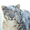   Snow Leopard